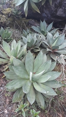 Agave warelliana