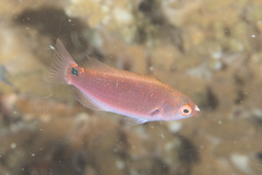 Cirrhilabrus punctatus