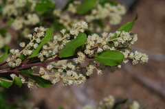 Homalium rufescens
