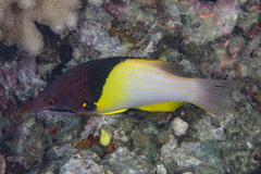Bodianus mesothorax