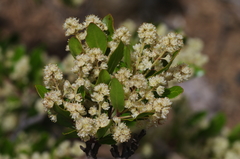 Homalium rufescens