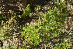 Vachellia belairioides