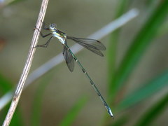 Chlorolestes tessellatus