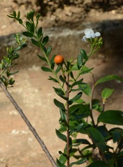 Bourreria divaricata