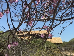 Tabebuia roseoalba