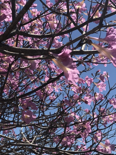 Tabebuia roseoalba