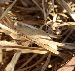 Acrididae