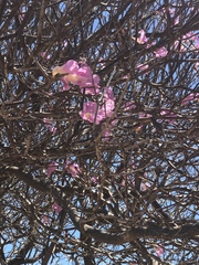 Tabebuia roseoalba