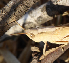 Acrididae