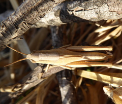 Acrididae