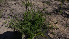 Cephalaria attenuata