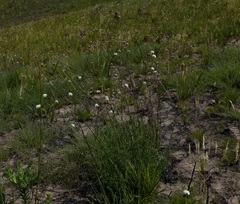 Cephalaria attenuata