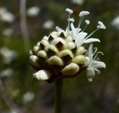 Cephalaria attenuata