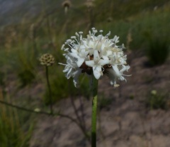 Cephalaria attenuata