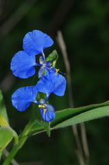 Commelina tuberosa