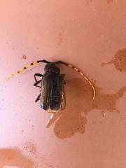 Retrachydes thoracicus