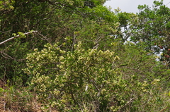 Homalium rufescens