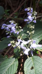 Salvia flaccidifolia