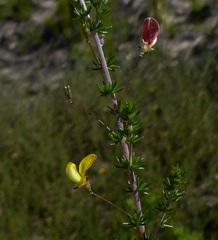 Aspalathus tenuissima