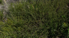 Aspalathus tenuissima