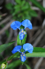 Commelina tuberosa
