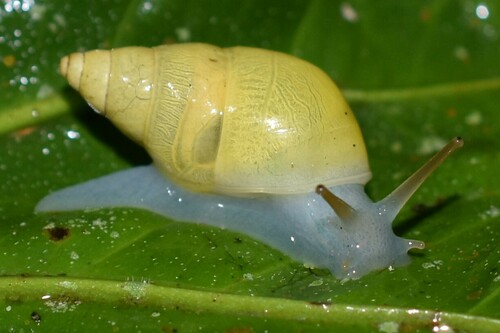 Bulimulidae image