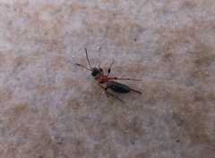 Thaumatogelis gallicus