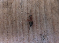 Thaumatogelis gallicus