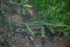 Poitea gracilis