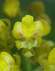 Oncidiinae