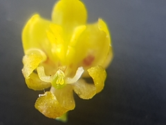 Oncidiinae