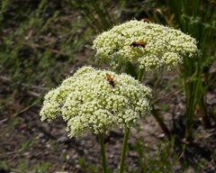 Nanobubon capillaceum