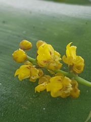 Oncidiinae