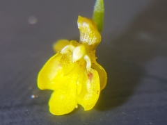 Oncidiinae