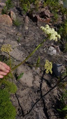 Nanobubon capillaceum