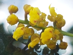 Oncidiinae