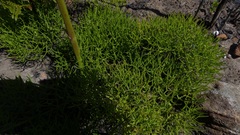 Nanobubon capillaceum