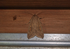 Mythimna separata