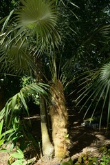 Coccothrinax crinita
