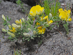 Aspalathus stenophylla