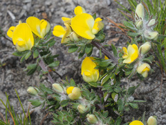 Aspalathus stenophylla