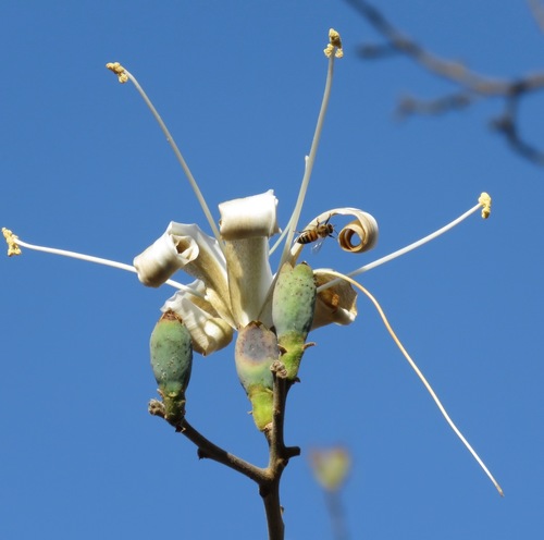 Pachira quinata - Whole tree