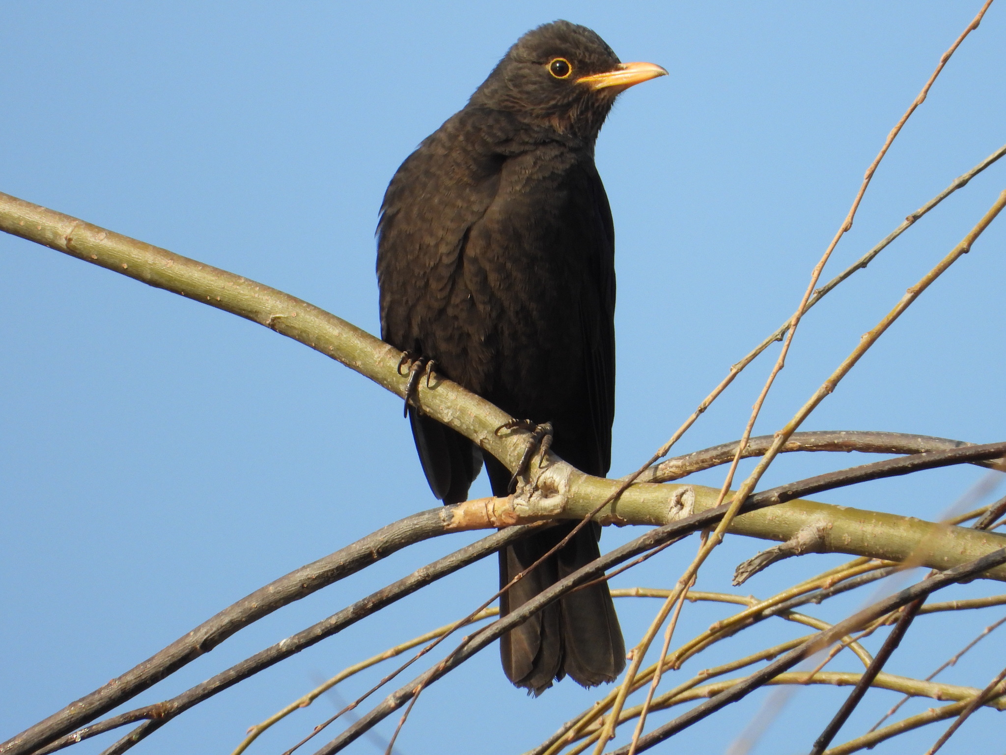 Chinese Blackbird (Turdus mandarinus) · iNaturalist