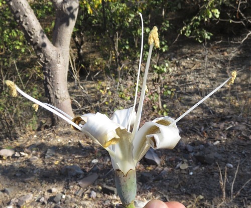 Pachira quinata - Leaves