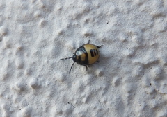 Tritomegas bicolor
