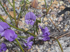 Amphithalea biovulata