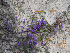 Amphithalea biovulata