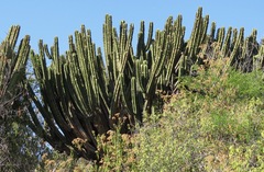 Myrtillocactus schenckii