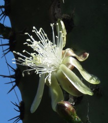 Myrtillocactus schenckii