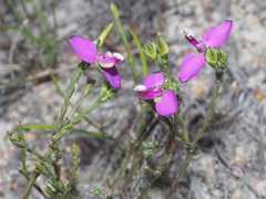 Polygala umbellata